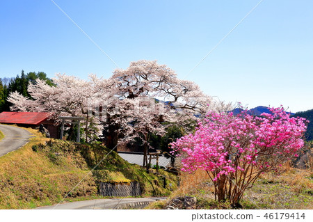 Ebisu-like small cluster cherry blossoms of Anan Town, Nagano Prefecture 46179414