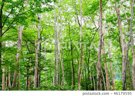 Hakurei Hayashi / Japan Romantic Sea Route (Tochigi Prefecture, Nikko City) 46179595