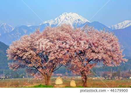 Azumino City's Cherry Tree and Cherry Blossoms in Full Bloom Azumino City's Cherry Tree and Cherry Blossoms in Full Bloom 46179900
