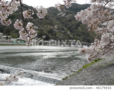 嵐山櫻花 嵐山櫻花 46179916