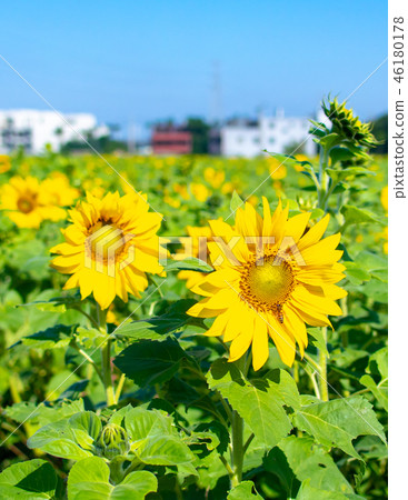 台灣,桃園,季節,向日葵,藍天,晴天,花海 46180178