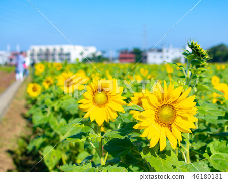 台灣,桃園,季節,向日葵,藍天,晴天,花海 46180181