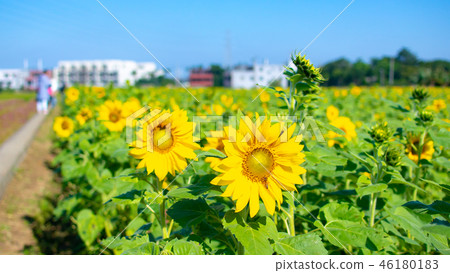 Taiwan, Taoyuan, season, sunflower, blue sky, sunny, flower sea 46180183