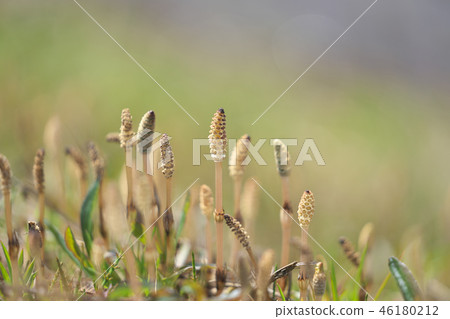 琵琶湖的Tsukuushi 46180212