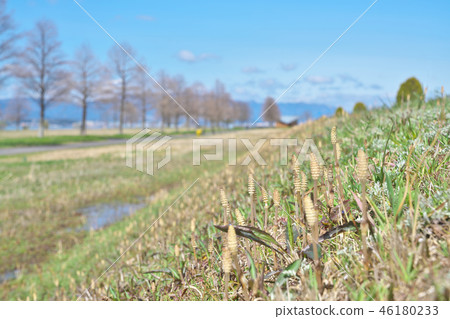 Tsukuushi of Lake Biwa 46180233