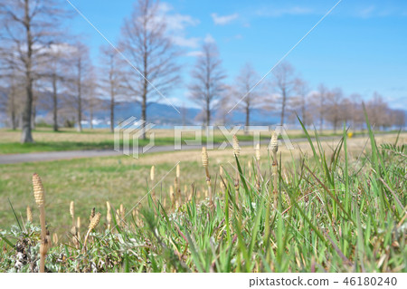 Tsukuushi of Lake Biwa 46180240