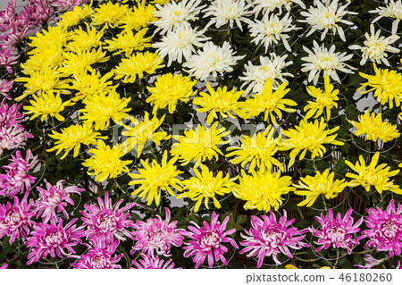Exhibition of Chrysanthemum Festival Exhibition of Chrysanthemum Festival 46180260