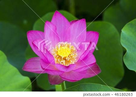 一朵桃紅色桃紅色蓮花 46180263