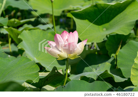 Lotus Flower 46180722