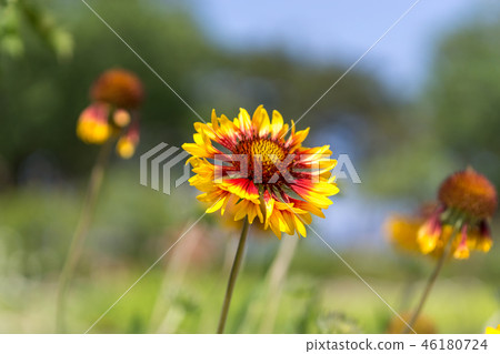Inula britannica Inula britannica 46180724