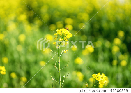 Canola flowers in a field Canola flowers in a field 46180859