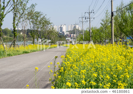 Canola flowers growing by the park Canola flowers growing by the park 46180861