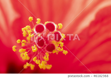芙蓉花核心 46182368