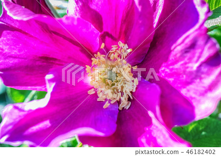 Macro photo of a lilac wild rose flower Macro photo of a lilac wild rose flower 46182402