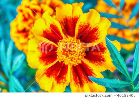 Macro photo of a red yellow gerbera Macro photo of a red yellow gerbera 46182403