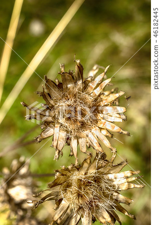 Macro photo of dry burdock Macro photo of dry burdock 46182445