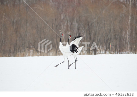Tancho Crowing Tancho Village Tancho Crowing Tancho Village 46182638