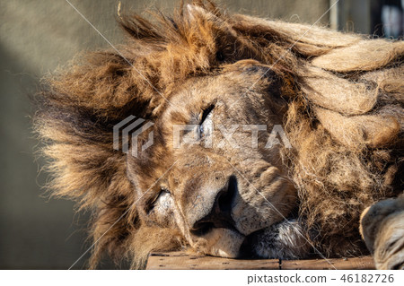Sleeping up of a lion 46182726