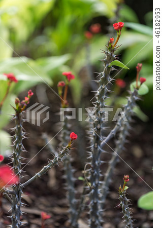 Euphorbia milii Euphorbia milii 46182953