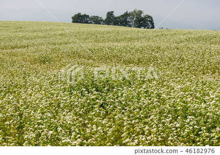 Field of buck wheat 46182976