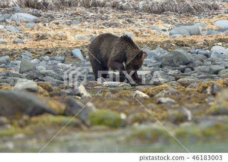 Brown bear looking for food on the shore 46183003