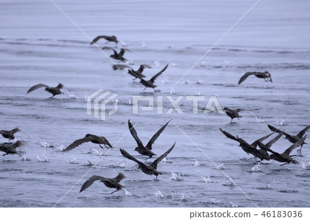 畜群的水分離 46183036