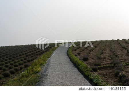 Field of flowers 46183155