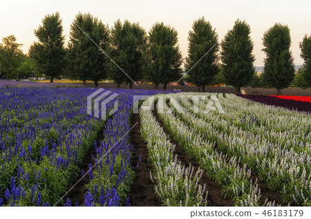 Field of flowers 46183179