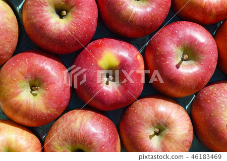 Beautifully lined apples Jonah Gold 46183469