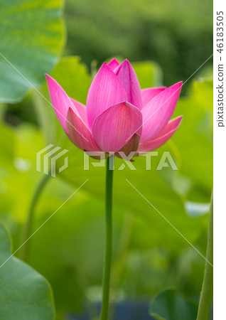 Lotus Flower 46183505