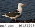 白海鷗 46183598