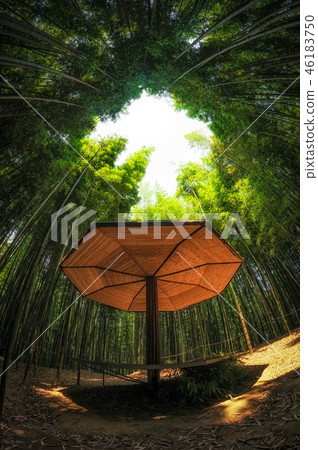Bench among bamboo grove 46183750