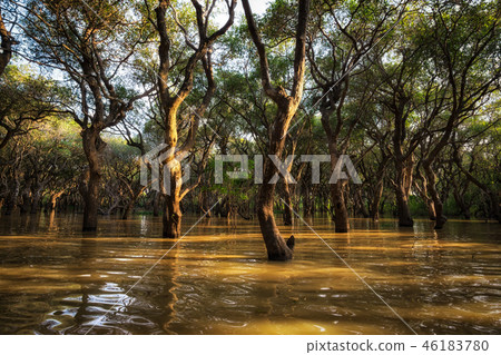 Tonle Sap Mangrove Forest 46183780