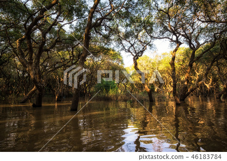 Tonle Sap Mangrove Forest 46183784