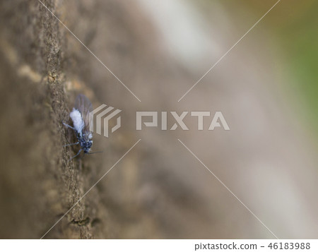 Snowworm (still) Snowworm (still) 46183988