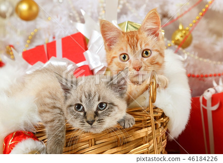 Two cute kitten lying in a basket Two cute kitten lying in a basket 46184226