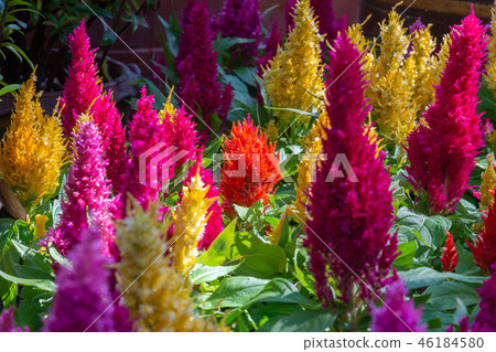 celosia plumosa flower 46184580