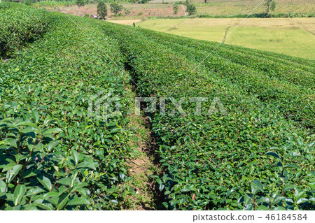 Green Tea fields. 46184584