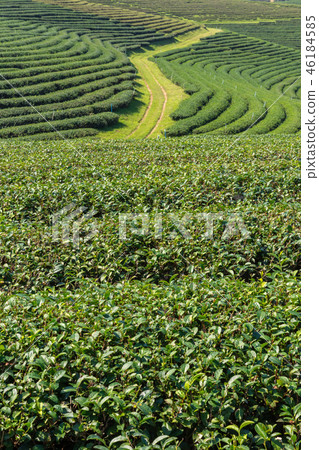 Green Tea fields. 46184585