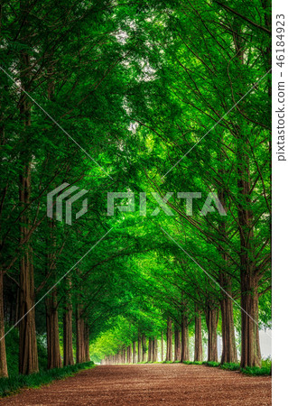 Metasequoia Road 46184923