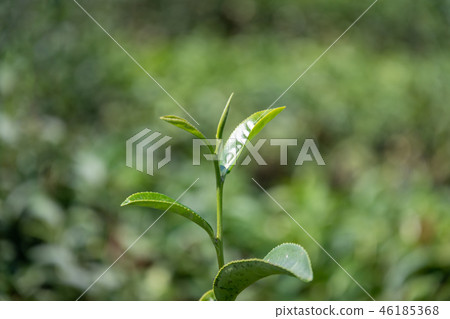 closeup fresh green tea leaves.	 46185368