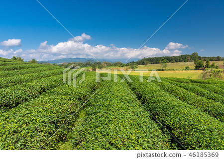 Green Tea fields. 46185369