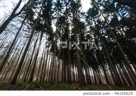 The Hallerbos in Winter 46185629