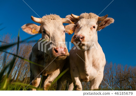 Curious Cattle Looking surprised Curious Cattle Looking surprised 46185679