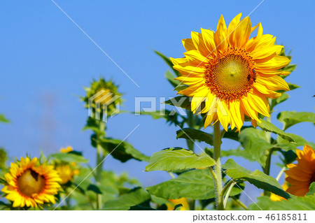 台灣,桃園,花季,向日葵,火車,藍天 46185811