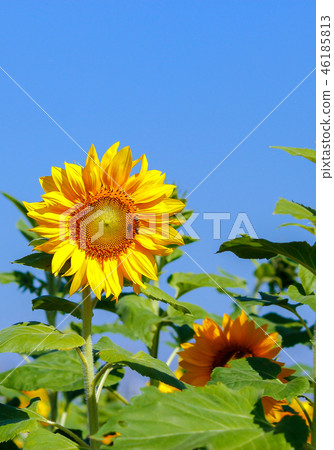 台灣,桃園,花季,向日葵,火車,藍天 台灣,桃園,花季,向日葵,火車,藍天 46185813