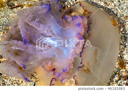 Jellyfish (Rhizostoma) float in water on sea Jellyfish (Rhizostoma) float in water on sea 46185863