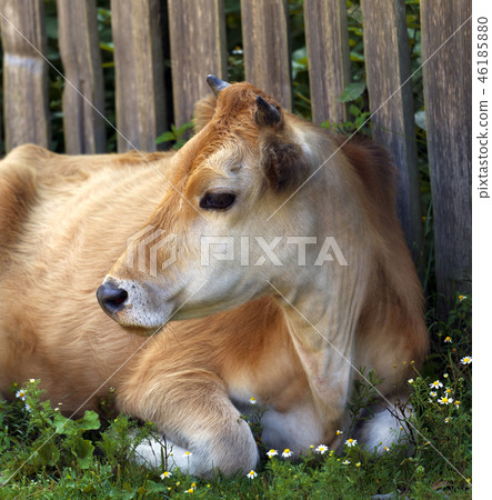 Cow resting on green grass near wooden fence Cow resting on green grass near wooden fence 46185880