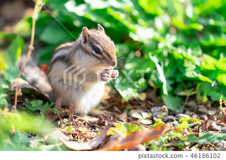 Risu Monogatari 46186102