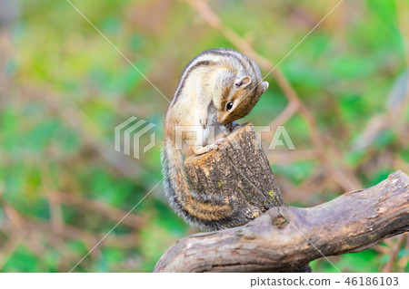 Risu Monogatari 46186103